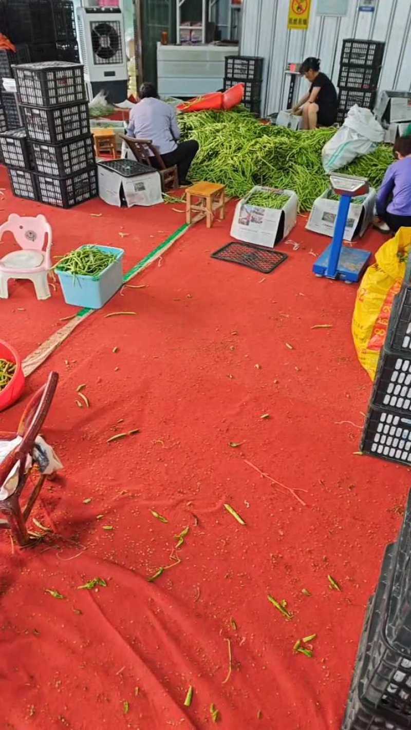 架豆王豆角四季豆无筋豆产地看货论价欢迎订购