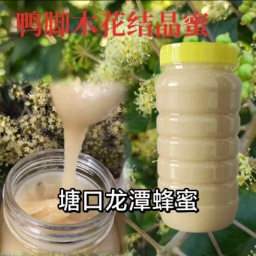 鸭脚冬蜜/广东阳江产区直发/货源充足/大量有货