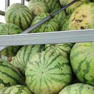 猛虎大西瓜大量有货价格美丽