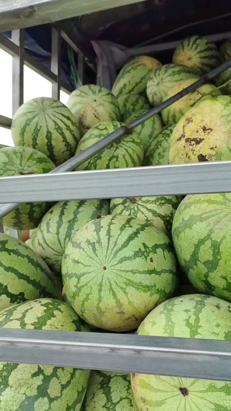 猛虎大西瓜大量有货价格美丽