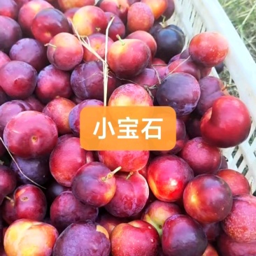 清脆李五月脆八宝丹蜂糖李澳洲红半边红小宝石等等