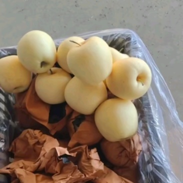 【苹果】辽宁黄元帅苹果大量供应皮薄多汁品质保证