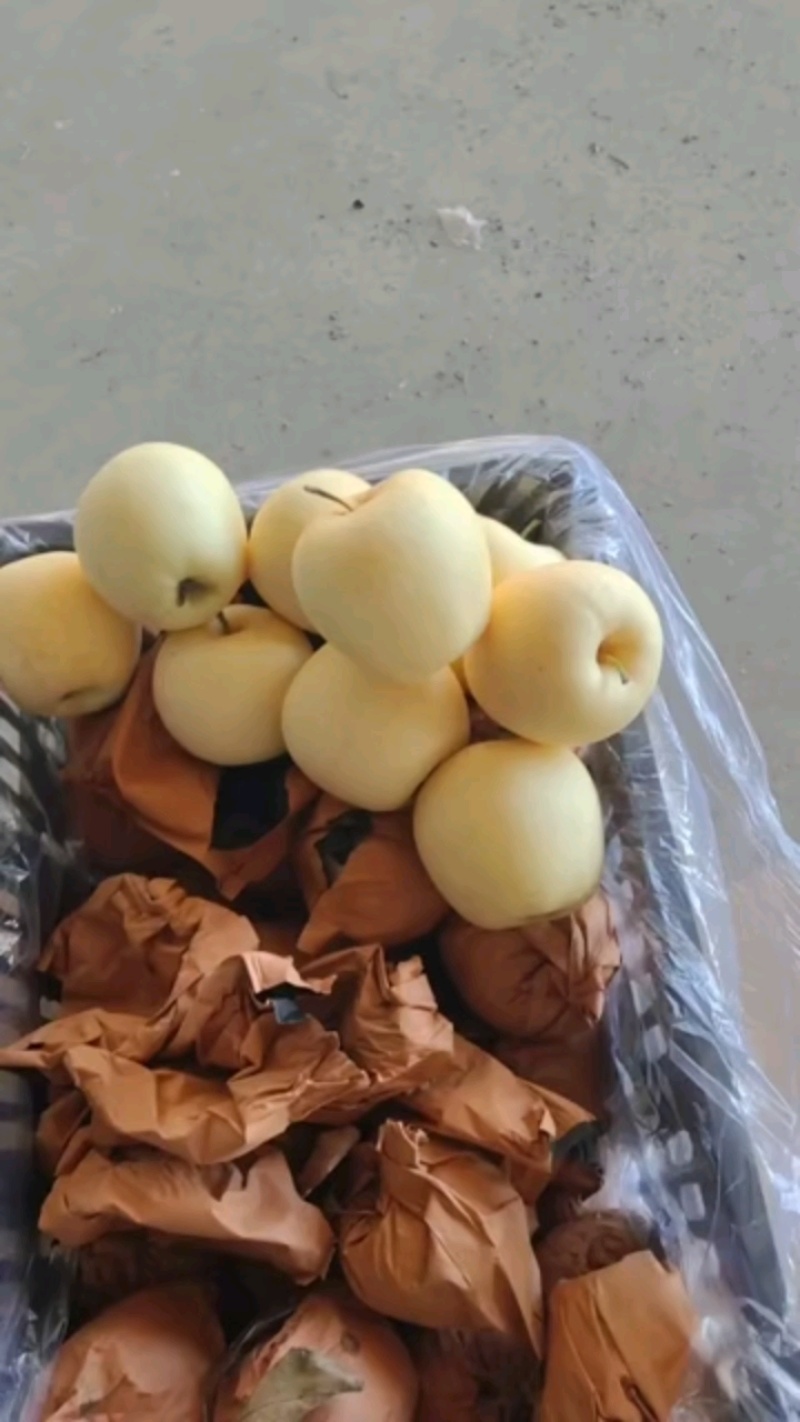 【苹果】辽宁黄元帅苹果大量供应皮薄多汁品质保证