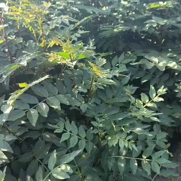 花椒苗1年大红袍花椒苗根系发达移栽成活率高