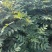 花椒苗1年大红袍花椒苗根系发达移栽成活率高