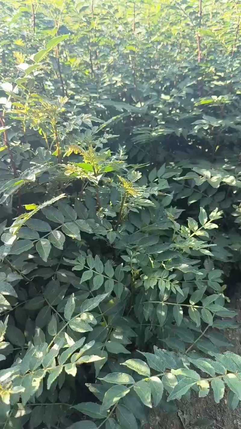 花椒苗1年大红袍花椒苗根系发达移栽成活率高