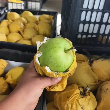 砀山县酥脆一号梨,光果梨。大量上市产地直发可视频看货