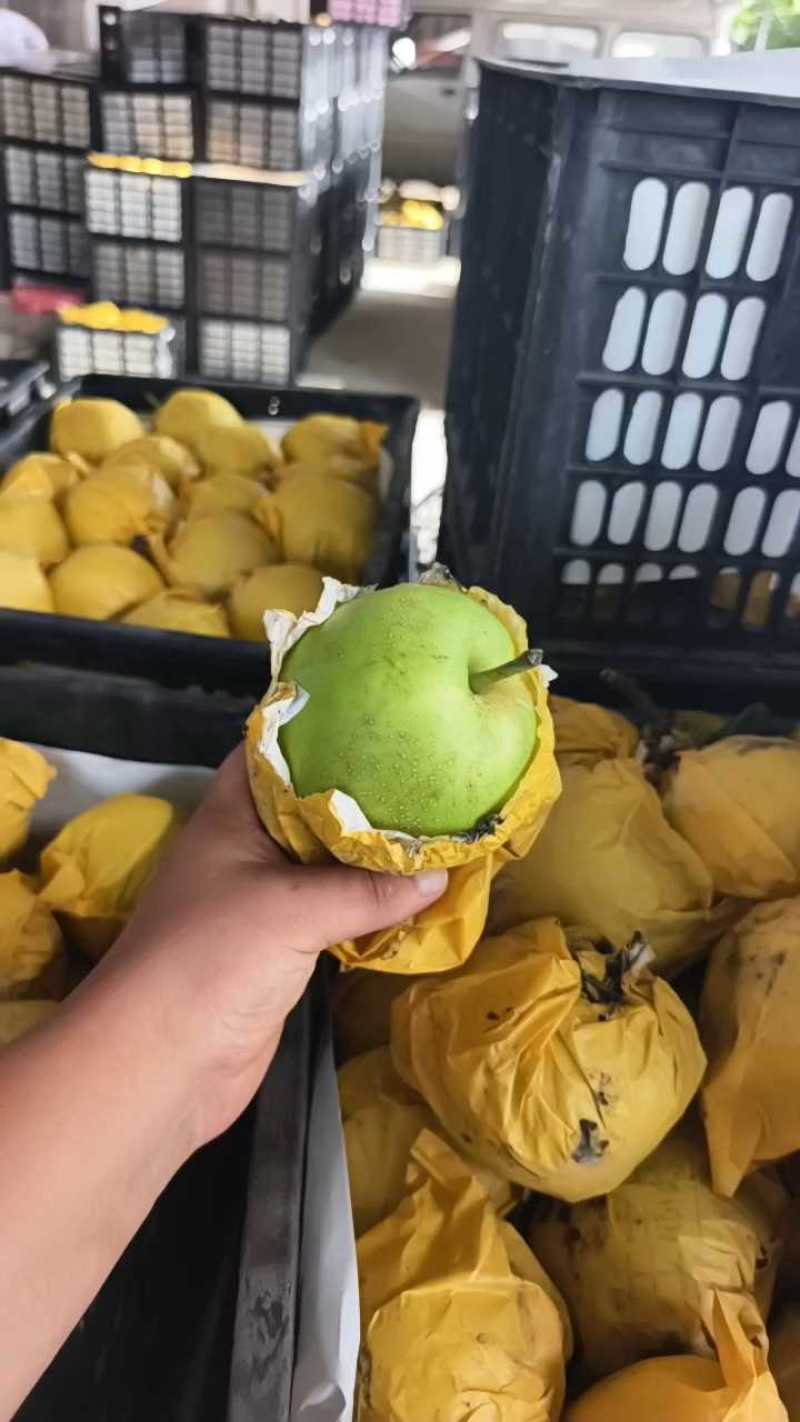 砀山县酥脆一号梨，光果梨。大量上市产地直发可视频看货