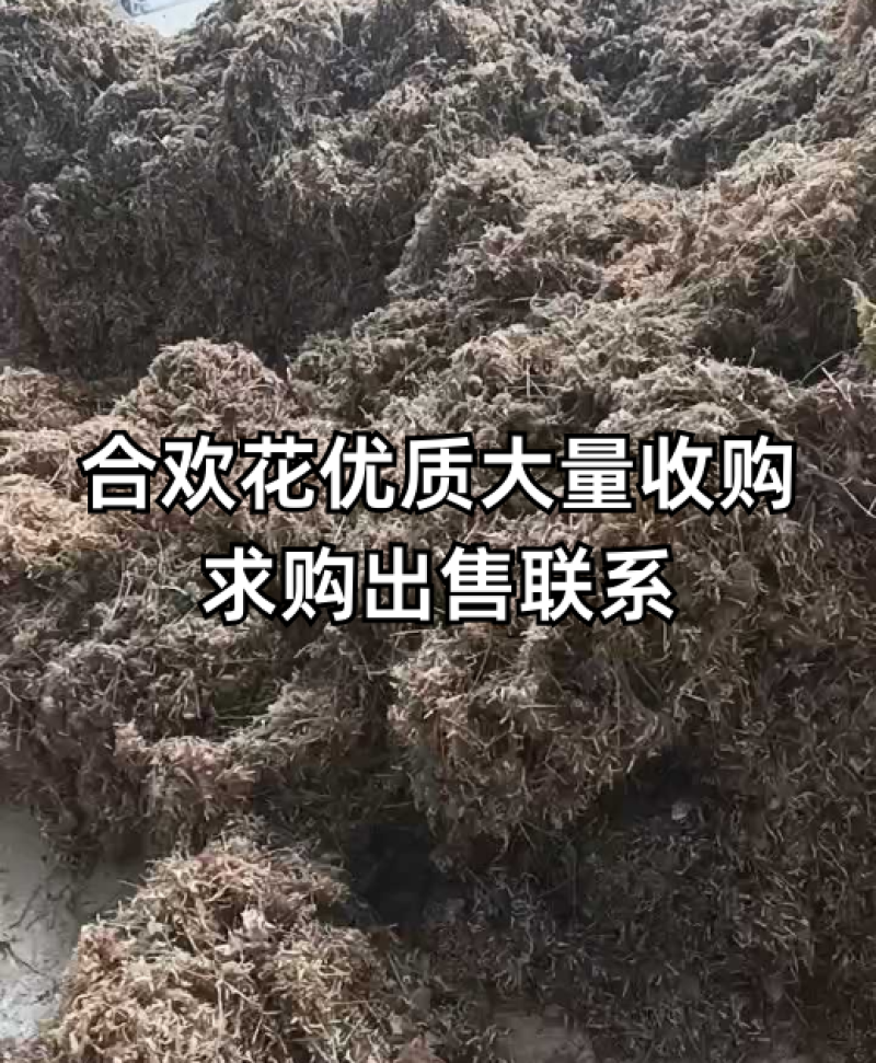 合欢花