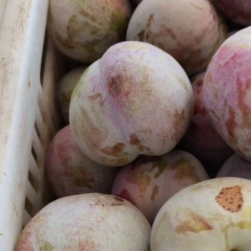 大芙蓉李子，秋季李子，小芙蓉李子大量上市走货进行中