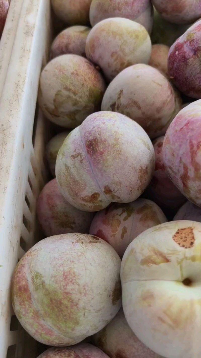 大芙蓉李子，秋季李子，小芙蓉李子大量上市走货进行中