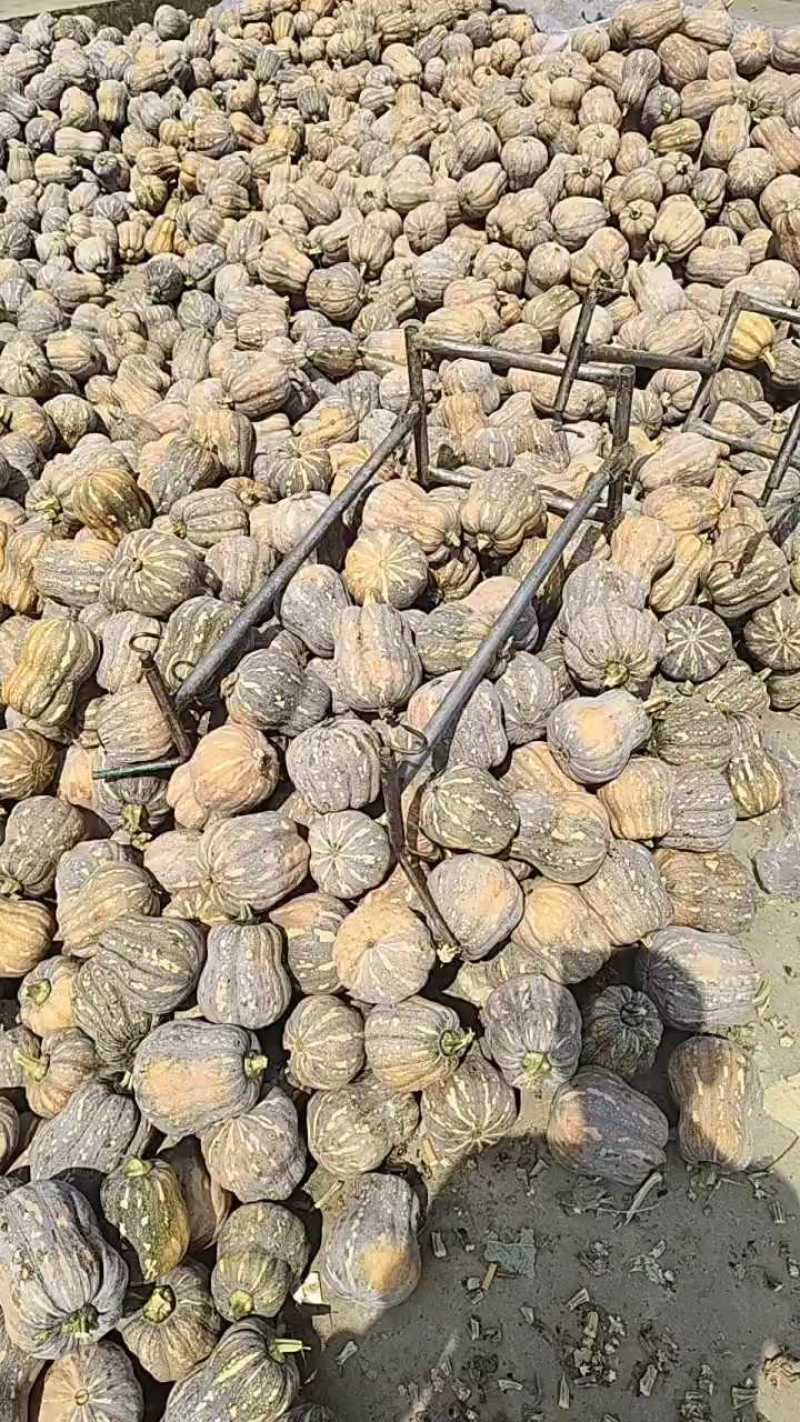 小金香花生南瓜万亩基地直发，品质保证对接外贸档口