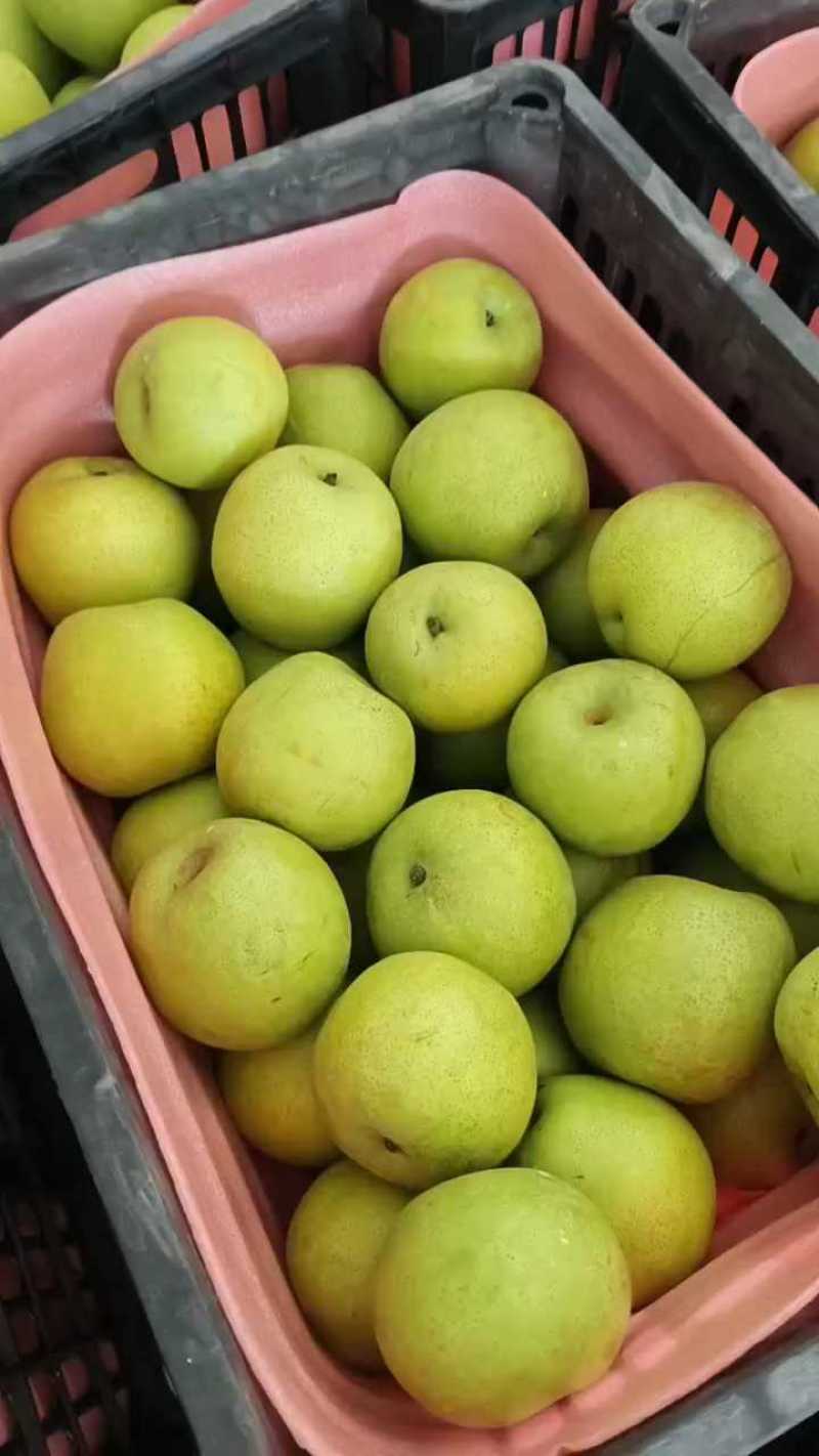 精品皇冠，圆黄，皇冠，产地直销，大量现货，需要的老板联系