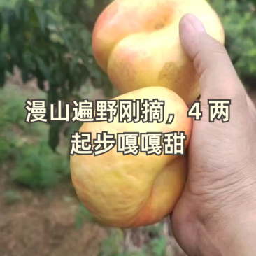山坡地的油蟠桃大量上市口感甜颜色漂亮需要的老板可以下单