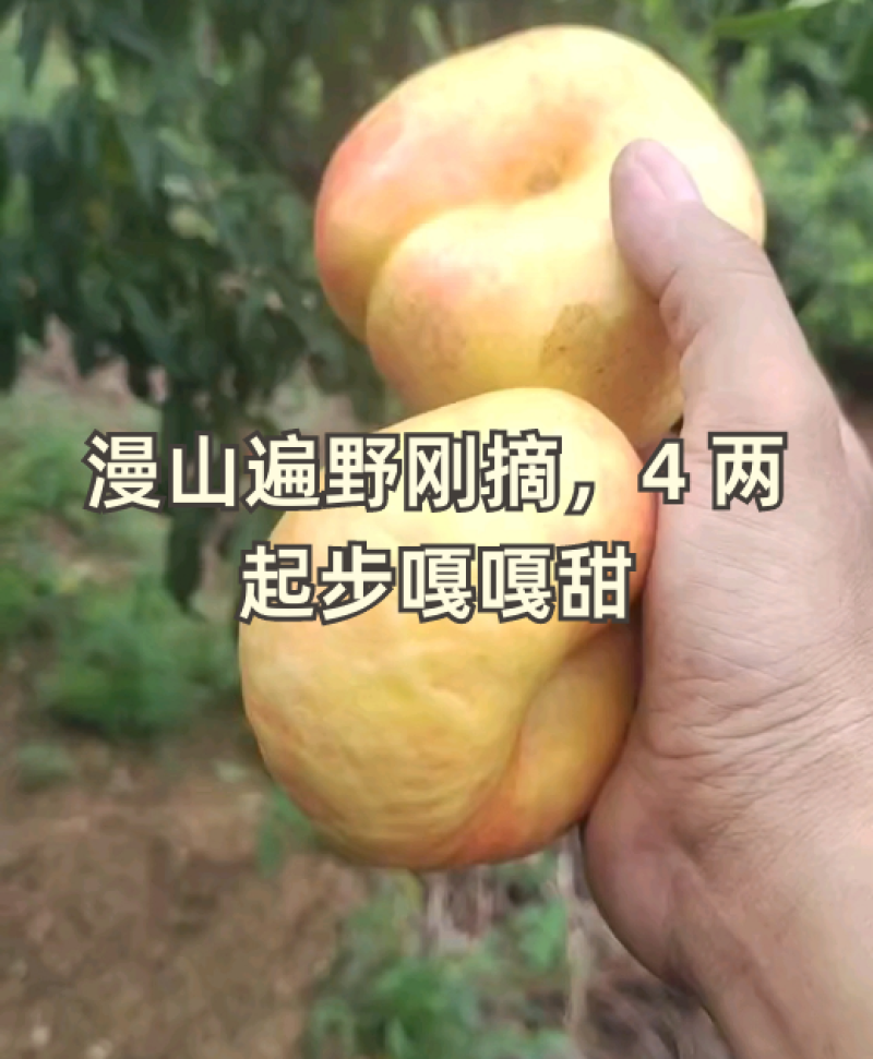 山坡地的油蟠桃大量上市口感甜颜色漂亮需要的老板可以下单