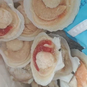 江苏连云港半壳贝大量上市，产地直发，可视频看货，欢迎致电