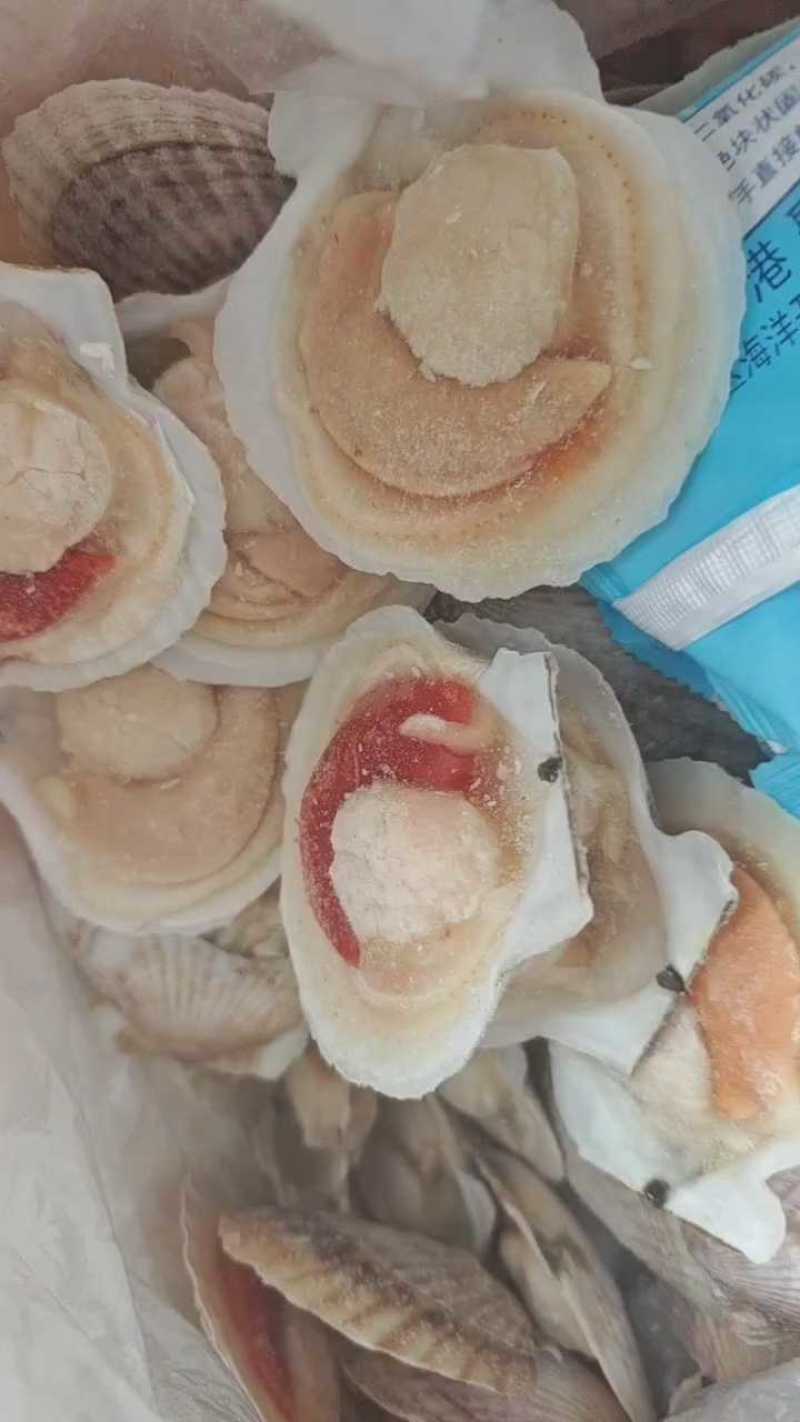 江苏连云港半壳贝大量上市，产地直发，可视频看货，欢迎致电