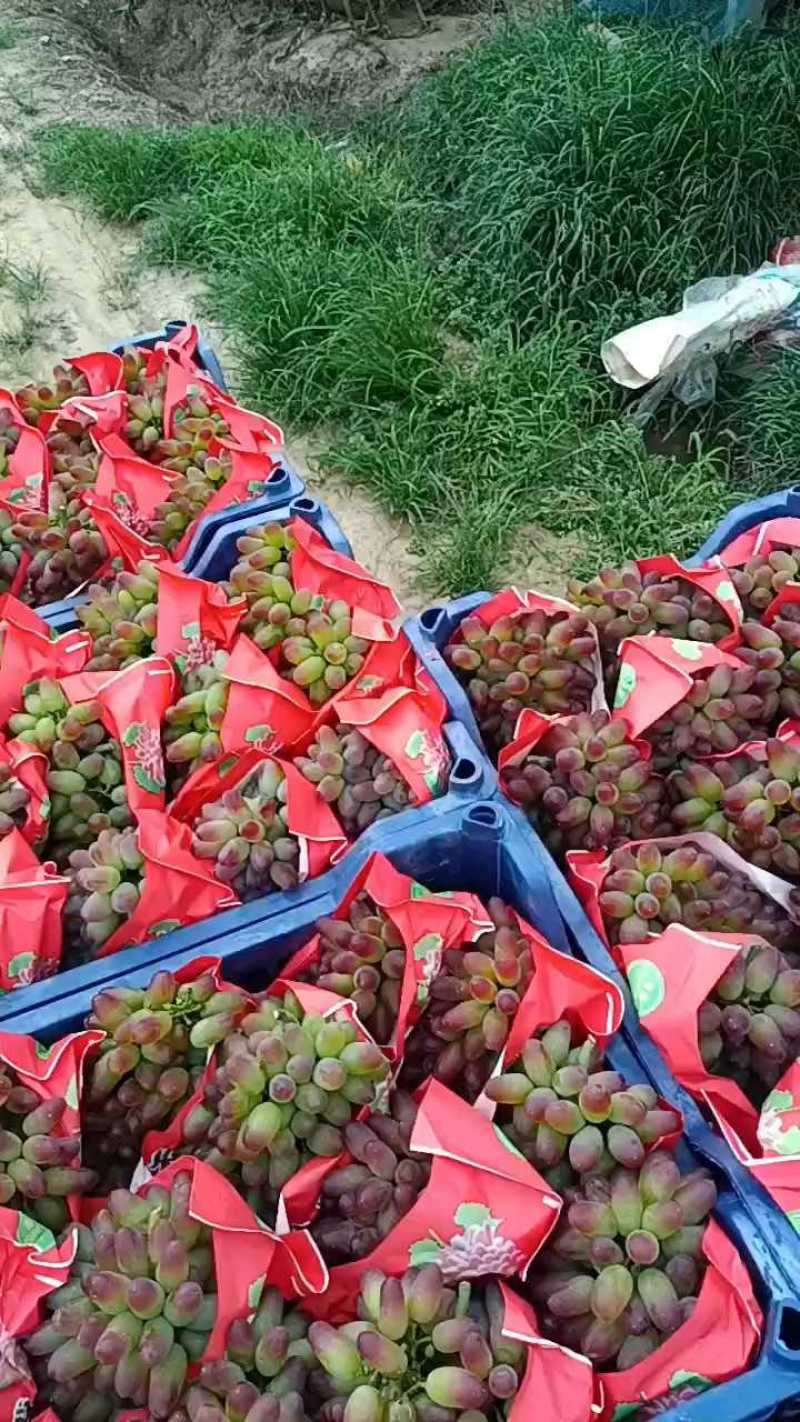 茉莉香葡萄山东葡萄半斤起步脆甜多汁爽对接电商市场定货代发