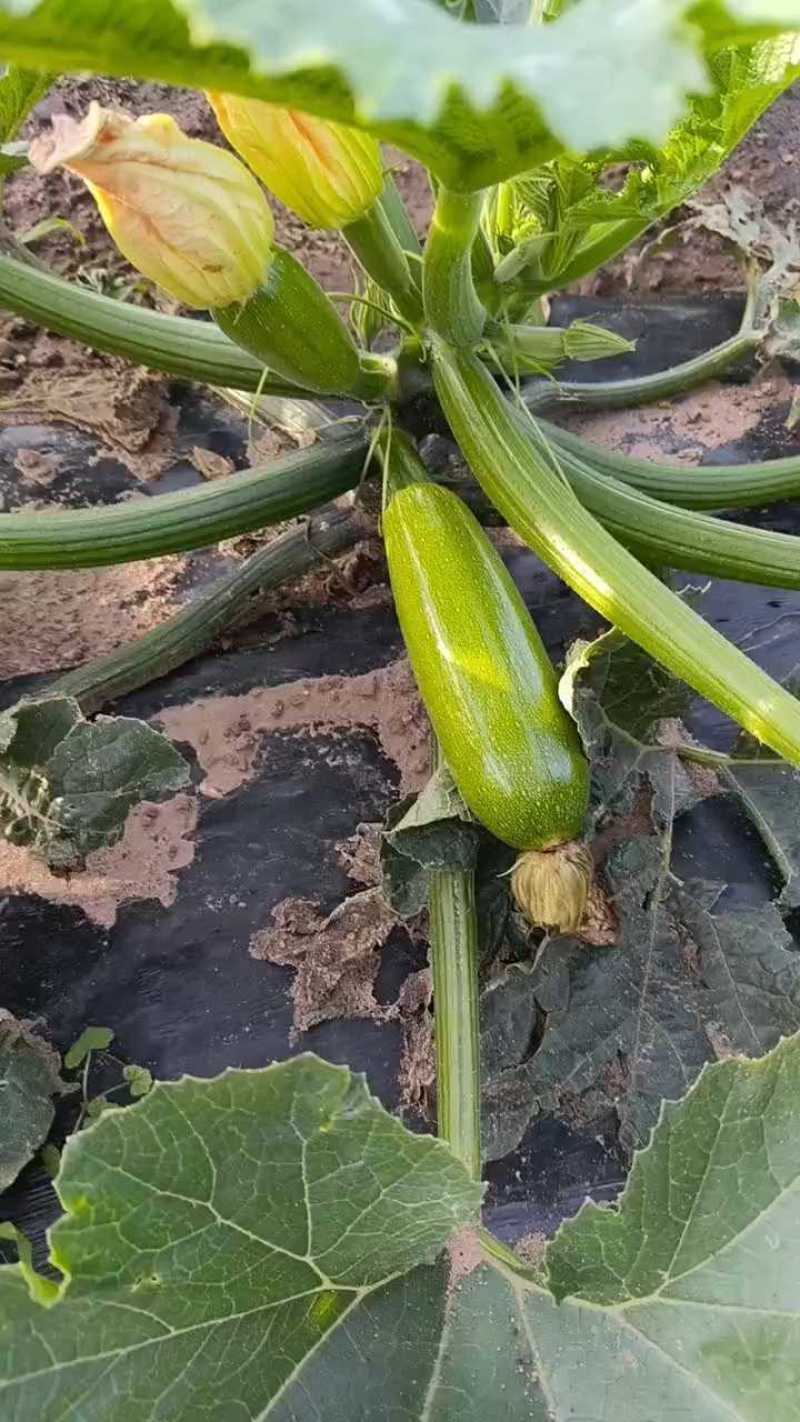 河北西葫芦优质绿皮西葫芦，大量上市货源充足，全国发货