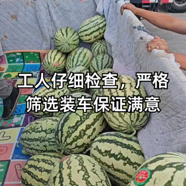 【金花6号西瓜】宁夏基地直供质量保证一手货源全国发货