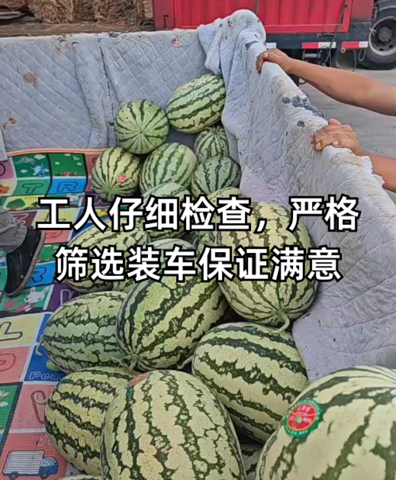 【金花6号西瓜】宁夏基地直供质量保证一手货源全国发货
