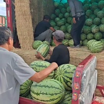 金城5号硒砂瓜大量出货好品优选不甜不要钱，欢迎联系