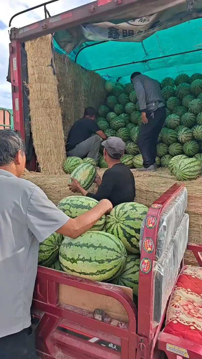 金城5号硒砂瓜大量出货好品优选不甜不要钱，欢迎联系