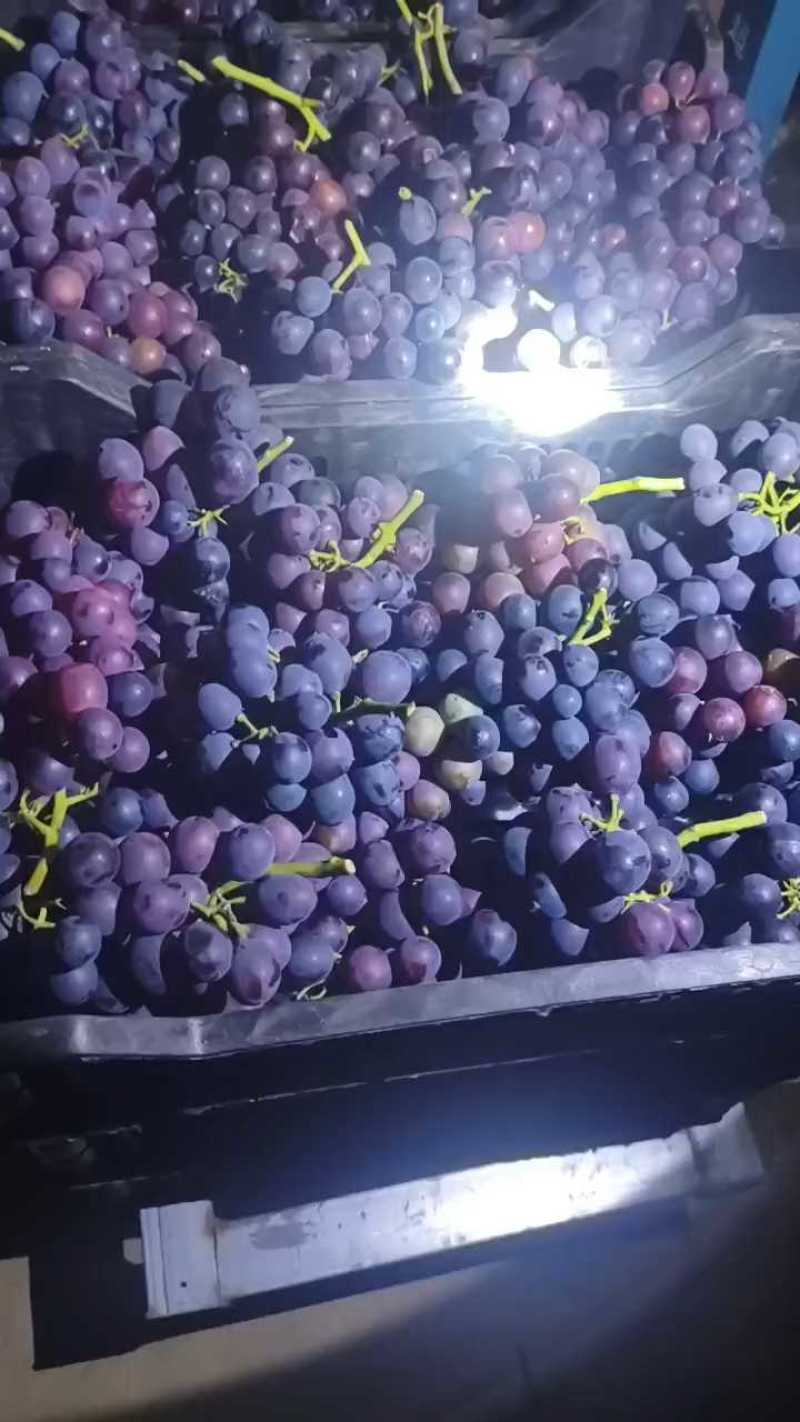 夏黑葡萄以上市货源充足量大从优另外还有粉红金手