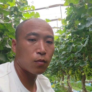 河北维多利亚青提大量供应对接全国市场欢迎来电洽谈
