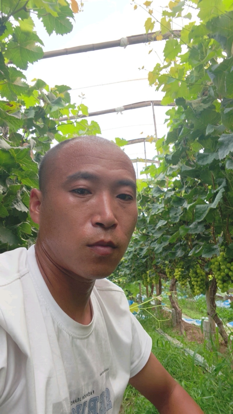 河北维多利亚青提大量供应对接全国市场欢迎来电洽谈