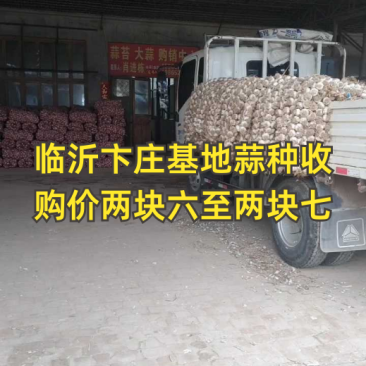 临青辫子蒜