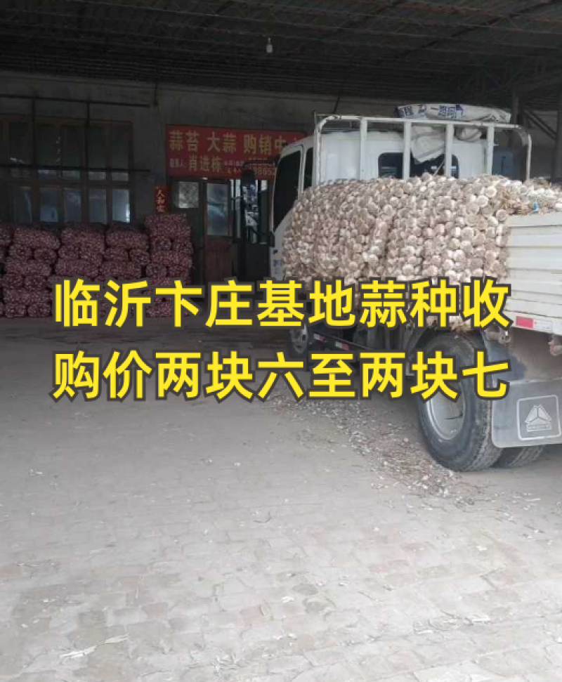 临青辫子蒜