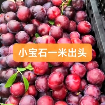李子五月脆蜂糖李清脆李八宝丹小宝石产地热卖中