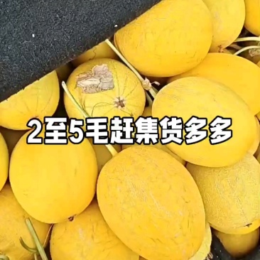 山东莘县黄哈密瓜.俗称黄25，对接电商商标，产地直采