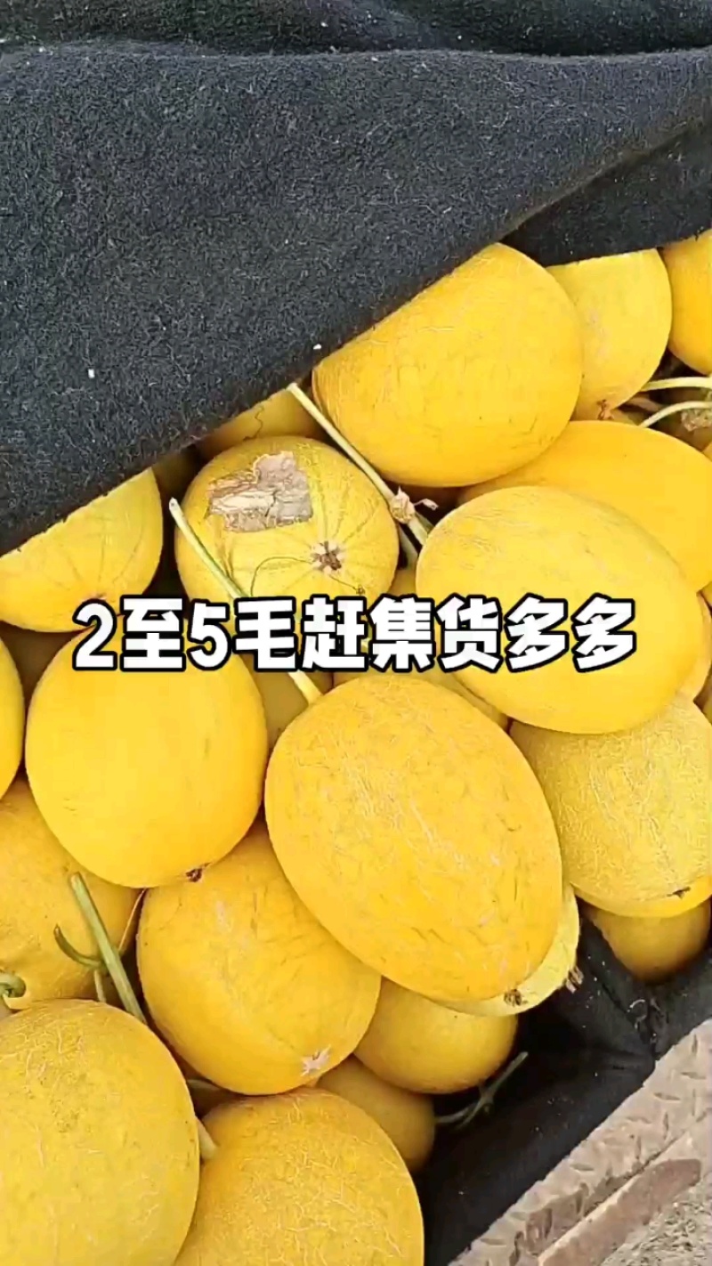 山东莘县黄哈密瓜.俗称黄25，对接电商商标，产地直采