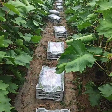 【精选】维多利亚葡萄，鲜果大量现货，口感脆甜，对接各大商超！