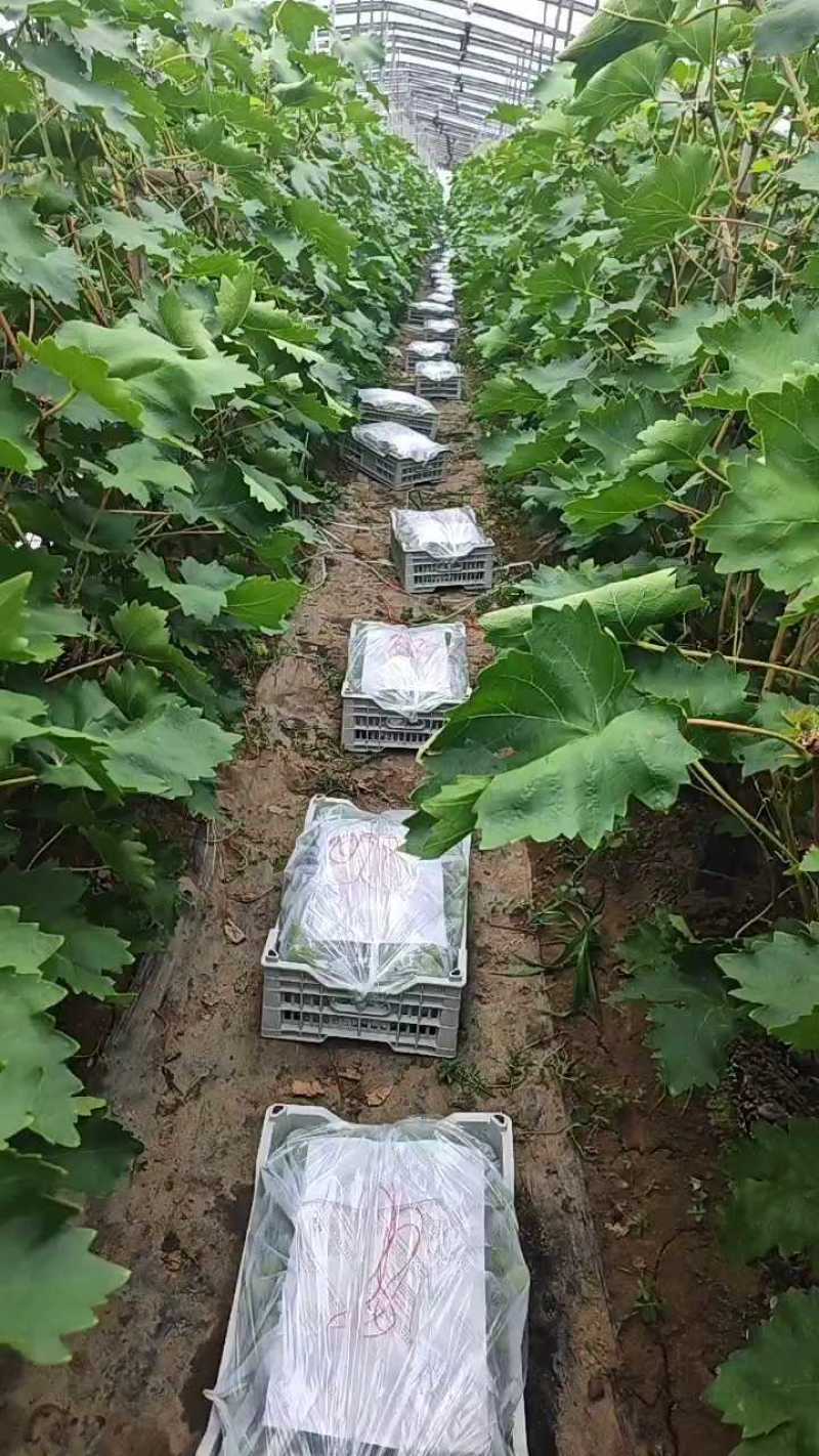 【精选】维多利亚葡萄，鲜果大量现货，口感脆甜，对接各大商超！