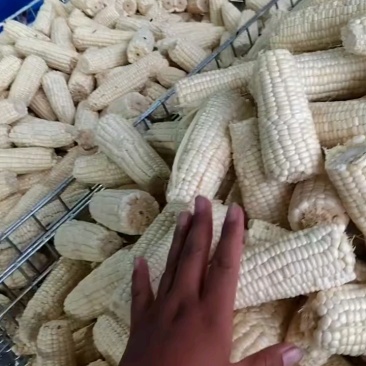 扒皮白甜糯大量现货供应