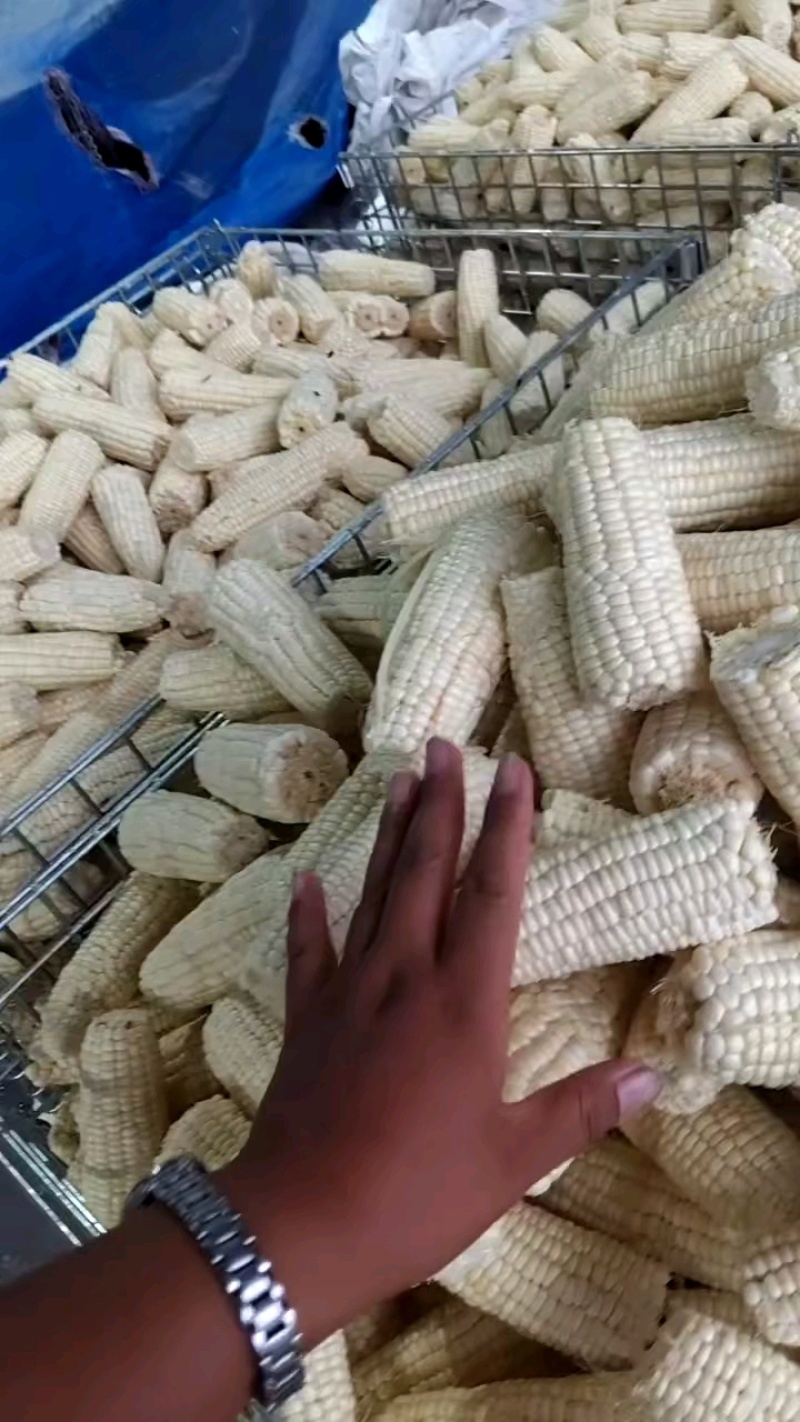 扒皮白甜糯大量现货供应