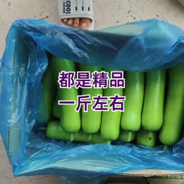 海门基地瓠子（户子），自产自销，基地直供，价格实惠