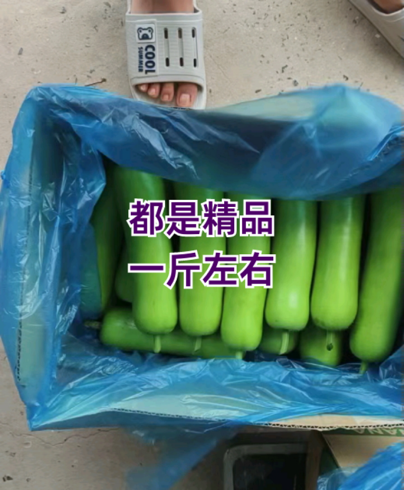 海门基地瓠子（户子），自产自销，基地直供，价格实惠