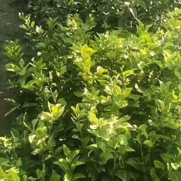 金秋沙糖橘苗