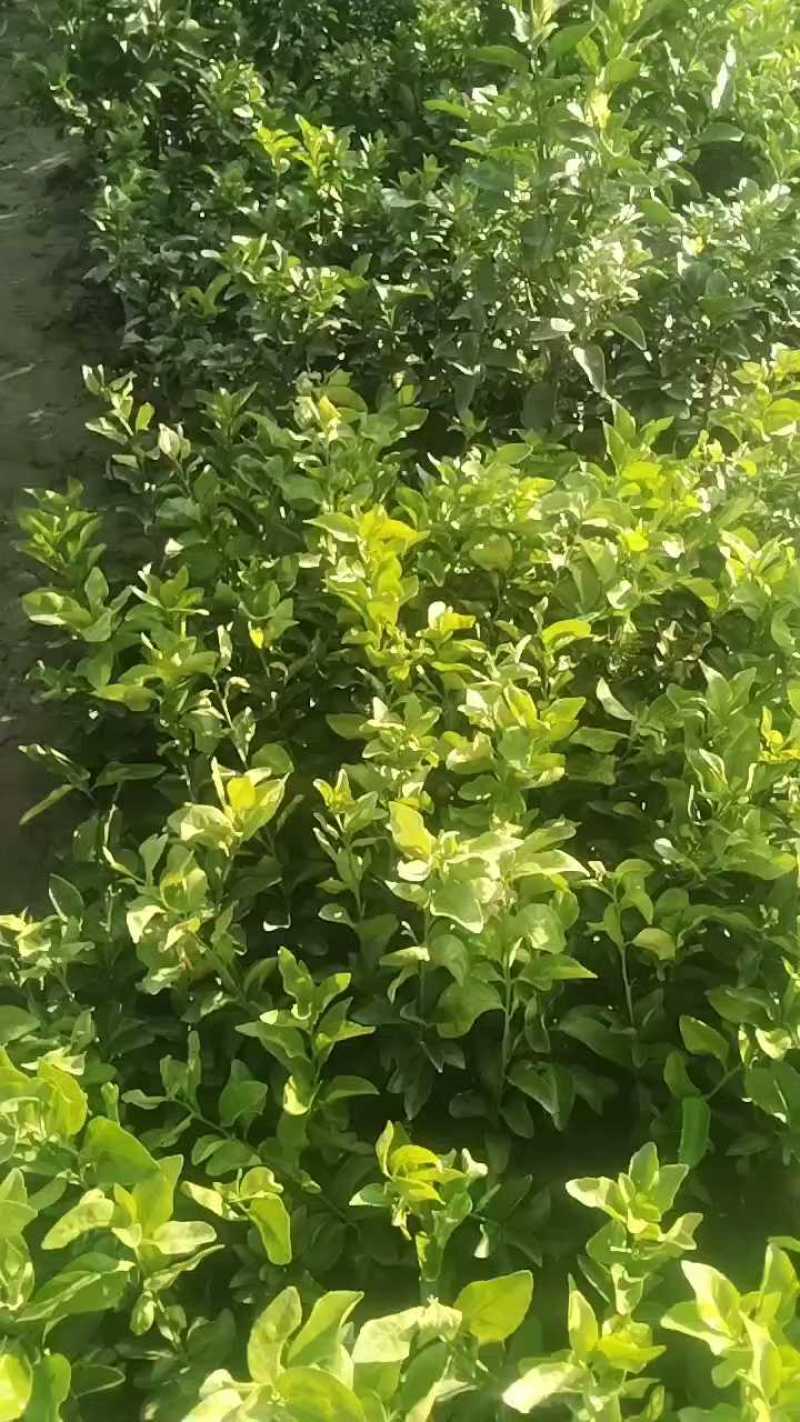 金秋沙糖橘苗