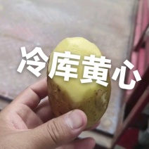 【冷库山东希森，菏兰，沃土，长磊8号。大量货源