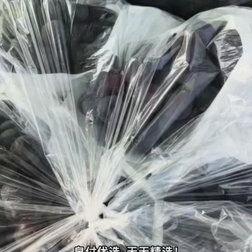河北饶阳夏黑葡萄，精品直采，脆爽多汁