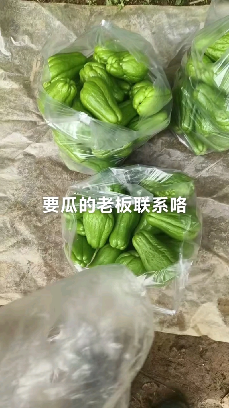 精品云南佛手瓜大量上市产地装车量大从优诚信经营致**系