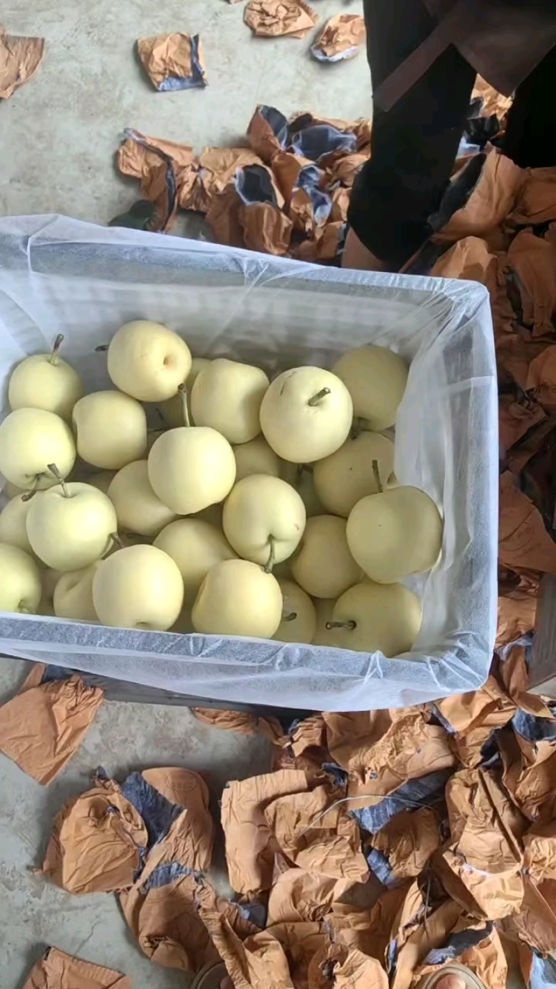 【精选】河北皇冠梨口感脆甜规格齐全产地直发