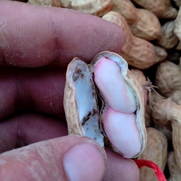 大白鲨大量收获，颗粒饱满挪不动