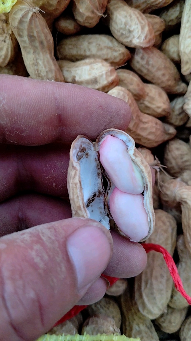 大白鲨大量收获，颗粒饱满挪不动