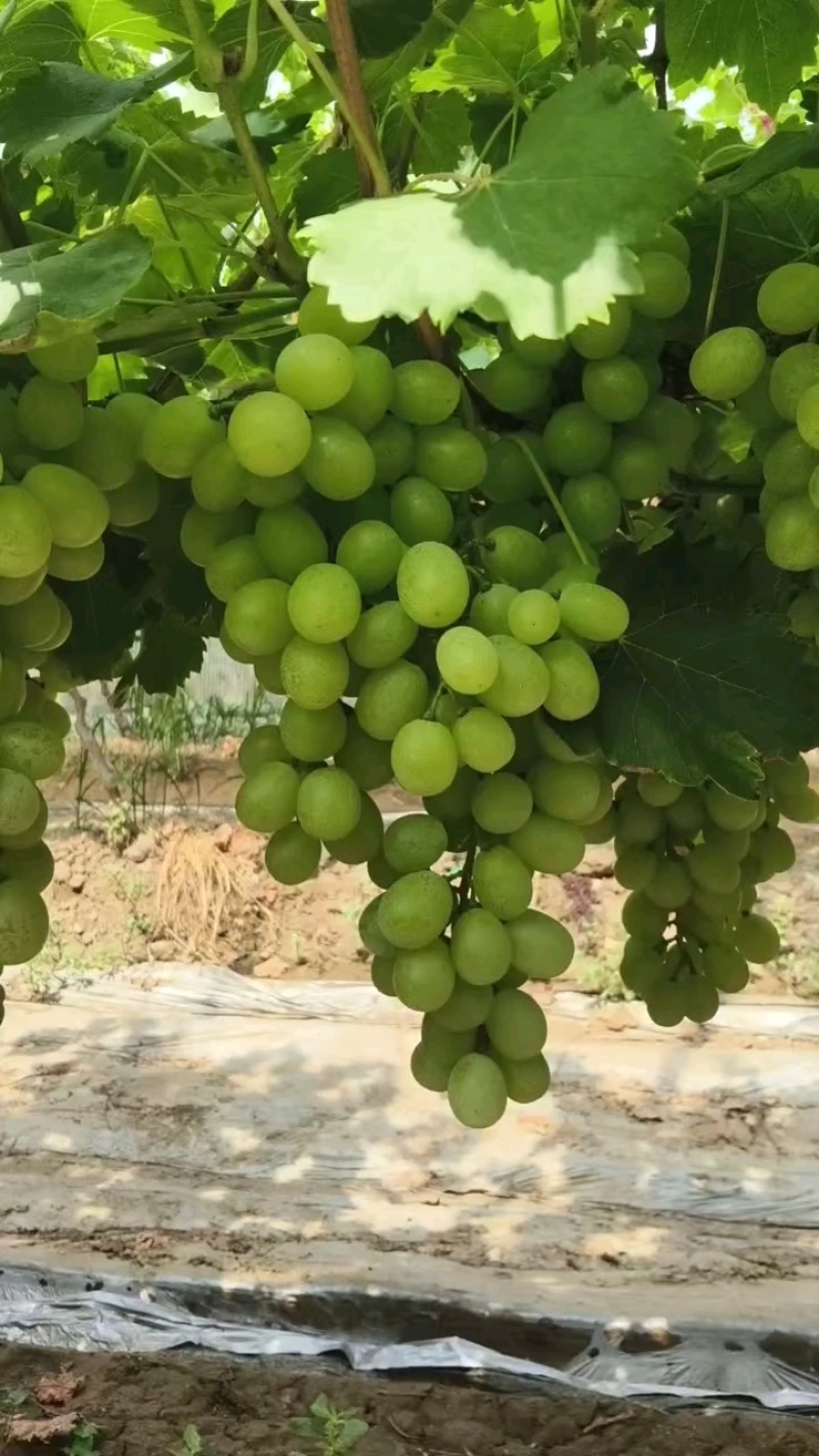 陕西青提维多利亚葡萄大量上市，可大量供应市场电商